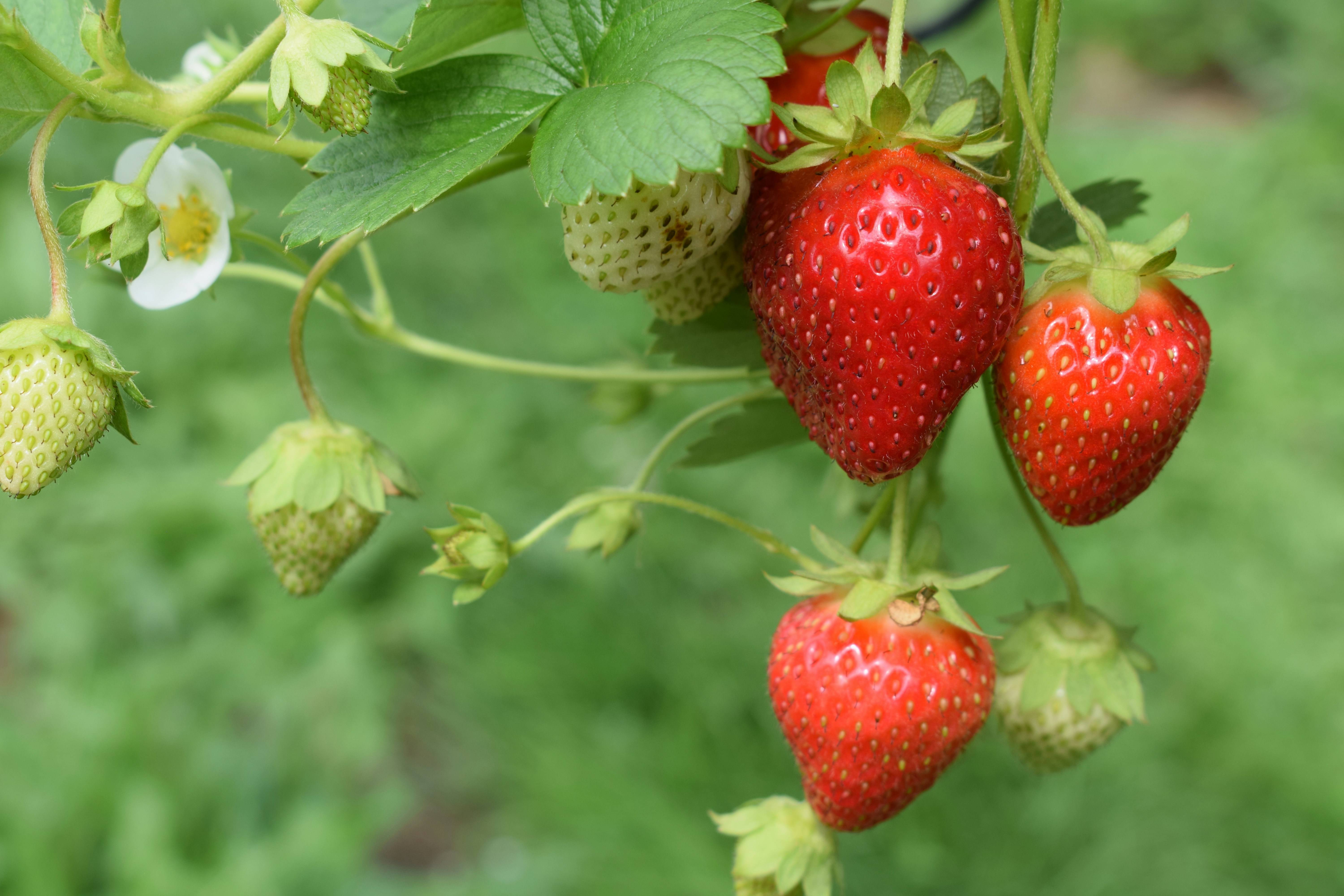 Bloom Strawberry Roe Blooma Grows
